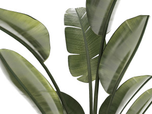 Beautiful Strelitzia in a flower pot for decoration 1285 Modelo 3D