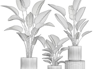 Beautiful Strelitzia in a flower pot for decoration 1285 Modelo 3D