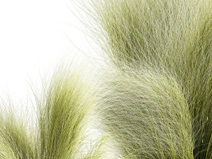 Beautiful Bushes and Stipa Feather Grass flower pot for decoration 1287 3D Model