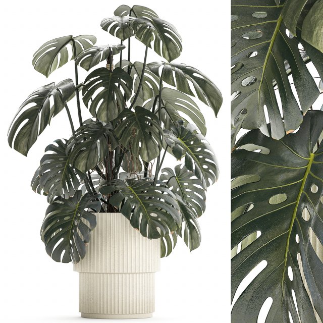 Beautiful Monstera bushes in a flower pot for decoration 1288 3Dモデル .c4d .max .obj .3ds .fbx .stl .blend 