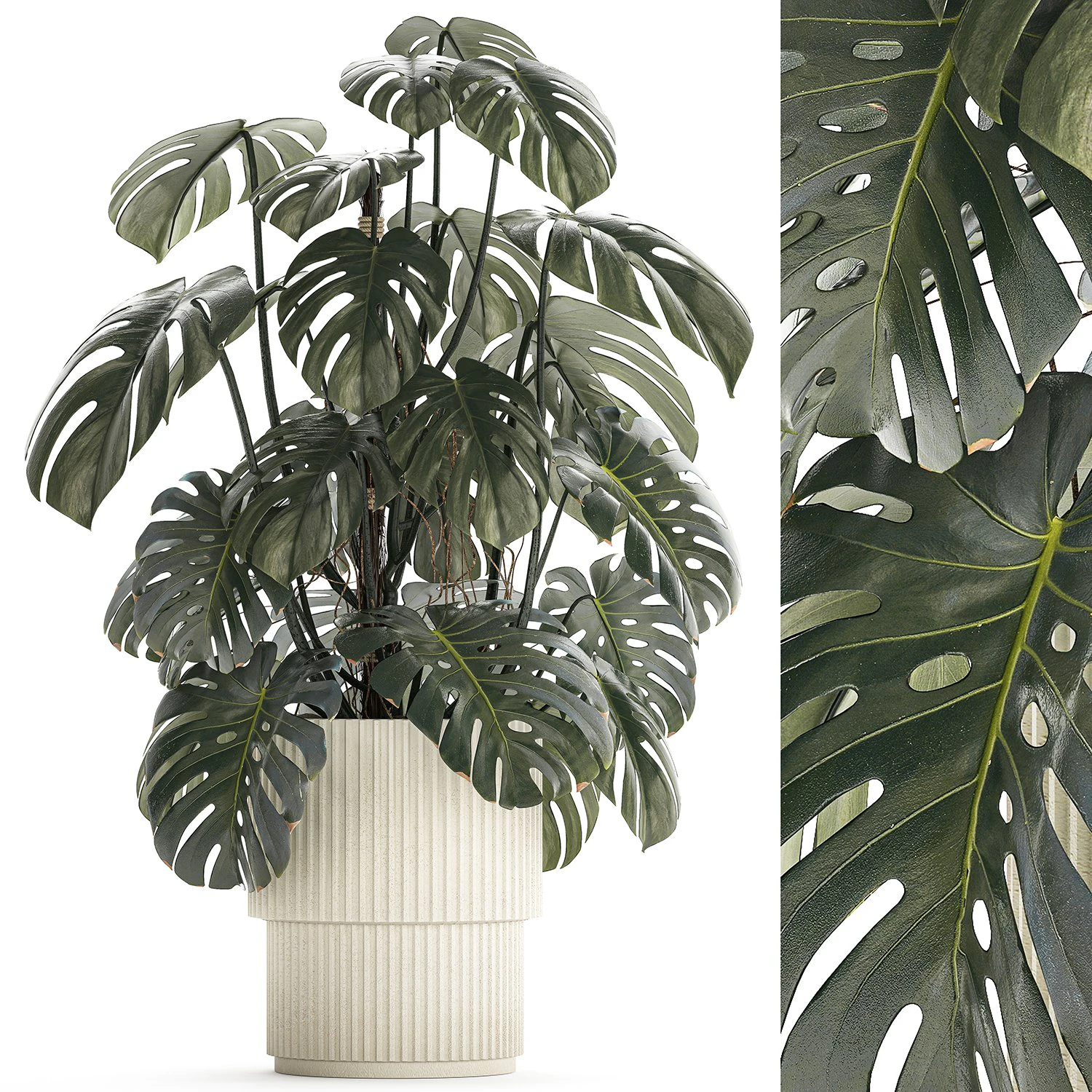 Beautiful Monstera bushes in a flower pot for decoration 1288 3D Model .c4d .max .obj .3ds .fbx .stl .blend 