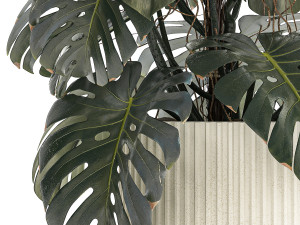 Beautiful Monstera bushes in a flower pot for decoration 1288 3Dモデル