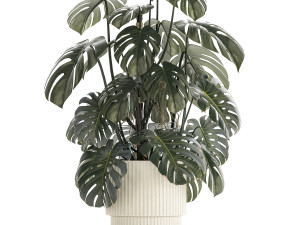 Beautiful Monstera bushes in a flower pot for decoration 1288 3Dモデル