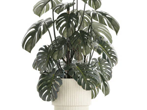 Beautiful Monstera bushes in a flower pot for decoration 1288 3D Model