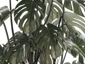 Beautiful Monstera bushes in a flower pot for decoration 1288 3Dモデル