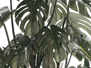 Beautiful Monstera bushes in a flower pot for decoration 1288 3D Model