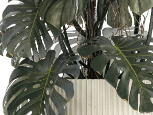 Beautiful Monstera bushes in a flower pot for decoration 1288 3D Model