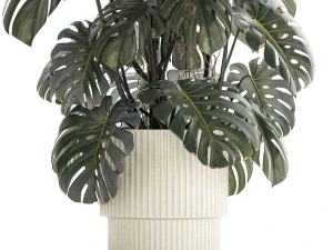 Beautiful Monstera bushes in a flower pot for decoration 1288 3D Model