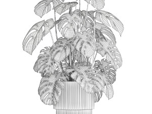 Beautiful Monstera bushes in a flower pot for decoration 1288 3Dモデル
