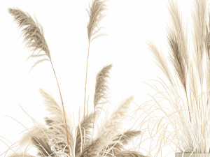 Beautiful bushes pampas grass for decoration in pots 1289 3Dモデル