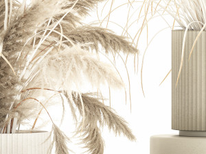 Beautiful bushes pampas grass for decoration in pots 1289 3Dモデル