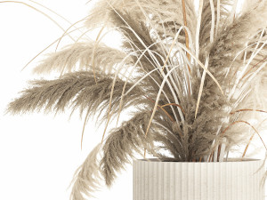Beautiful bushes pampas grass for decoration in pots 1289 3Dモデル