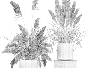 Lindos arbustos de capim-dos-pampas para decora&ccedil;&atilde;o em vasos 1289 Modelo 3D