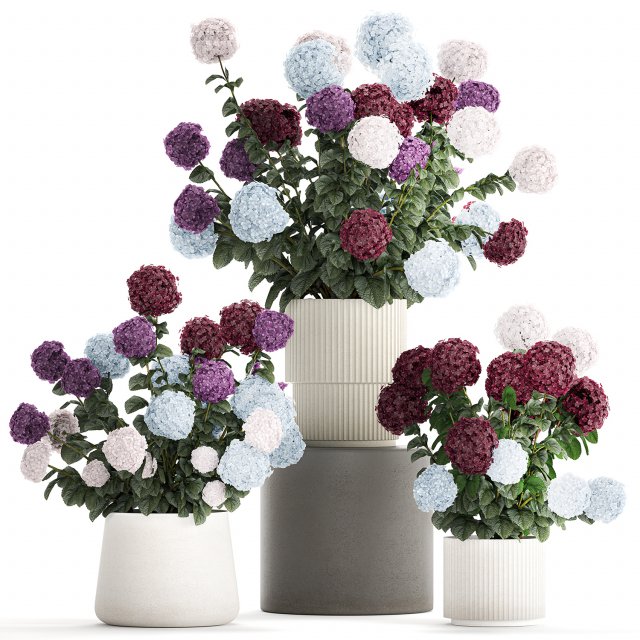 Beautiful hydrangea bushes in flower pots for decoration 1290