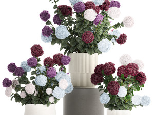 Beautiful hydrangea bushes in flower pots for decoration 1290 3D Model