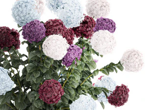 Beautiful hydrangea bushes in flower pots for decoration 1290 3D Model