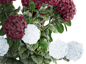 Beautiful hydrangea bushes in flower pots for decoration 1290 3Dモデル