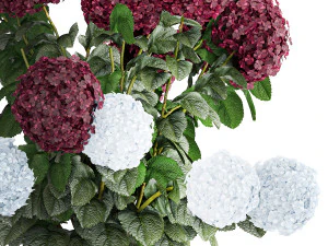 Beautiful hydrangea bushes in flower pots for decoration 1290 3D Model