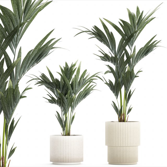 Beautiful Howea palm tree in a flower pot for decoration 1291 3D 模型 .c4d .max .obj .3ds .fbx .stl .blend 