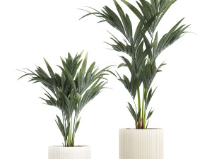 Beautiful Howea palm tree in a flower pot for decoration 1291 3D 模型