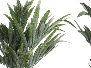 Beautiful Howea palm tree in a flower pot for decoration 1291 3D 模型