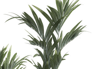 Beautiful Howea palm tree in a flower pot for decoration 1291 3D 模型