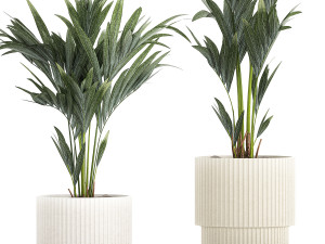 Beautiful Howea palm tree in a flower pot for decoration 1291 3D 模型