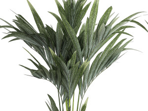 Beautiful Howea palm tree in a flower pot for decoration 1291 3D 模型