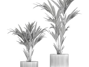 Beautiful Howea palm tree in a flower pot for decoration 1291 3D 模型