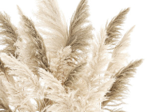Beautiful bushes Cortaderia for decoration in pots 1292 3D 모델
