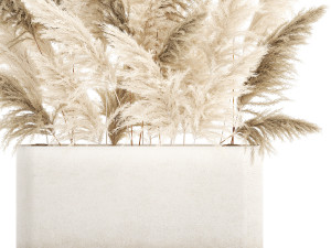 Beautiful bushes Cortaderia for decoration in pots 1292 3D 모델