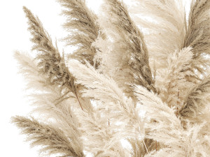 Beautiful bushes Cortaderia for decoration in pots 1292 3D 모델