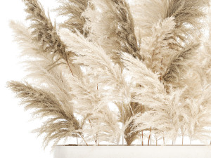 Beautiful bushes Cortaderia for decoration in pots 1292 3D 모델