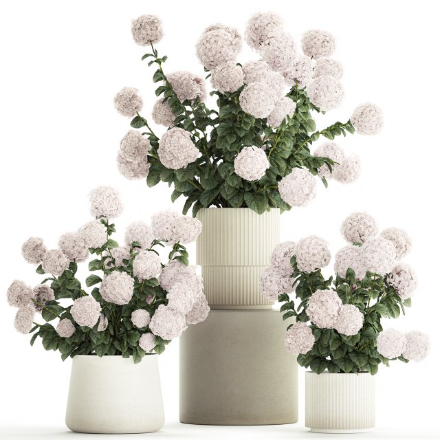Set of beautiful plants Hydrangea in a flower pot for home 1294 3D Model .c4d .max .obj .3ds .fbx .lwo .lw .lws