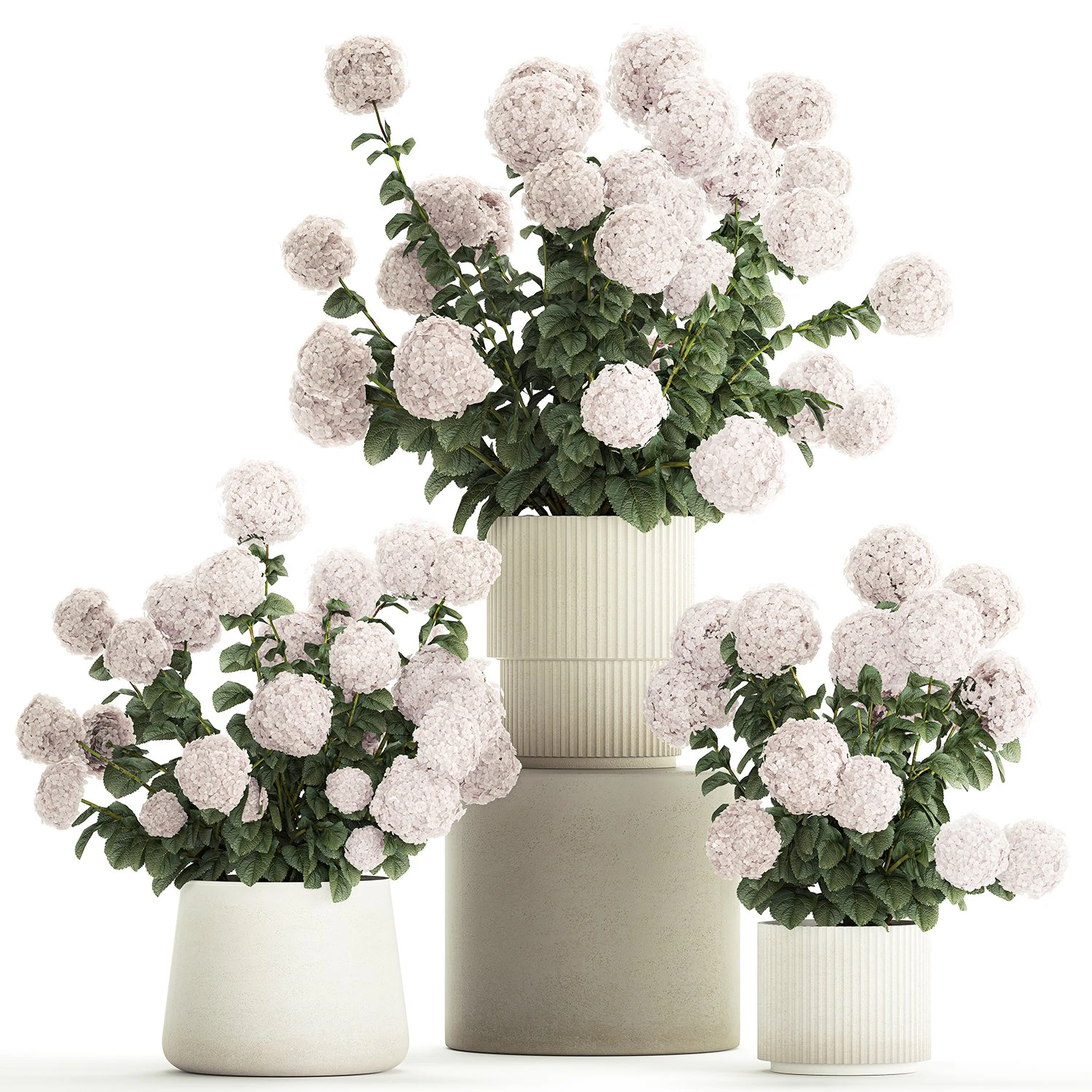 Set of beautiful plants Hydrangea in a flower pot for home 1294 3D Model .c4d .max .obj .3ds .fbx .stl .blend 