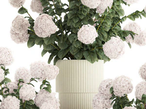 Set of beautiful plants Hydrangea in a flower pot for home 1294 3D Model