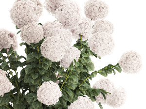 Set of beautiful plants Hydrangea in a flower pot for home 1294 Modèle 3D