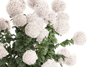 Set of beautiful plants Hydrangea in a flower pot for home 1294 3D Model