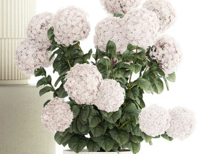 Set of beautiful plants Hydrangea in a flower pot for home 1294 3D Model