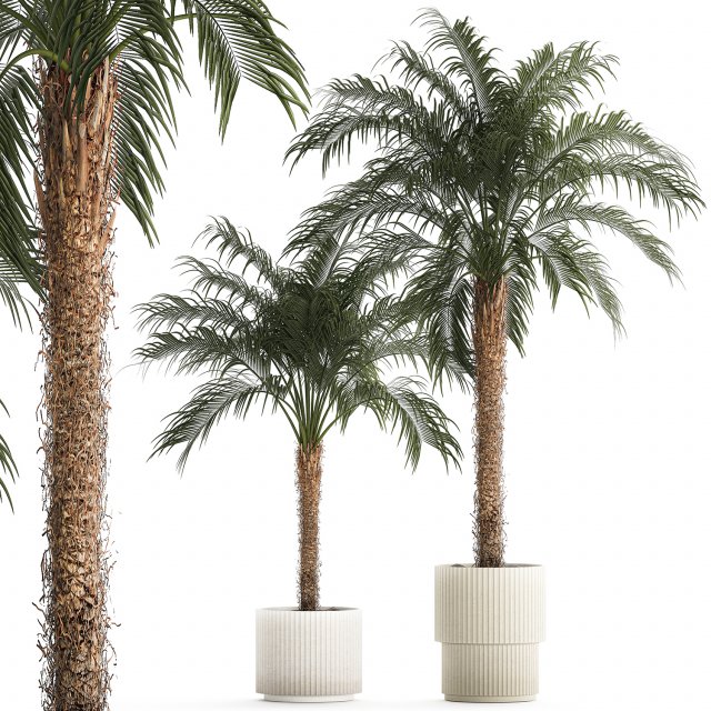 Beautiful Phoenix roebelenii palm tree in a flower pot for home 1295 3D Model .c4d .max .obj .3ds .fbx .lwo .lw .lws