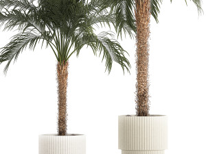 Beautiful Phoenix roebelenii palm tree in a flower pot for home 1295 Modelo 3D