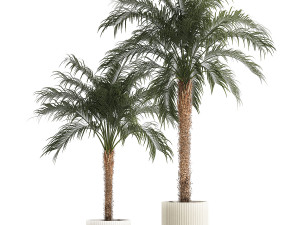Beautiful Phoenix roebelenii palm tree in a flower pot for home 1295 Modelo 3D