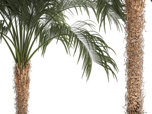 Beautiful Phoenix roebelenii palm tree in a flower pot for home 1295 Modelo 3D