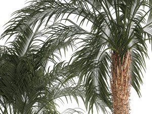 Beautiful Phoenix roebelenii palm tree in a flower pot for home 1295 Modelo 3D