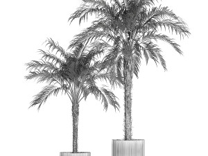Beautiful Phoenix roebelenii palm tree in a flower pot for home 1295 Modelo 3D