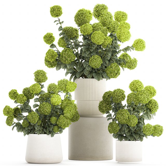 Beautiful Hydrangea bushes in a flower pot for home 1296 3D Model .c4d .max .obj .3ds .fbx .lwo .lw .lws