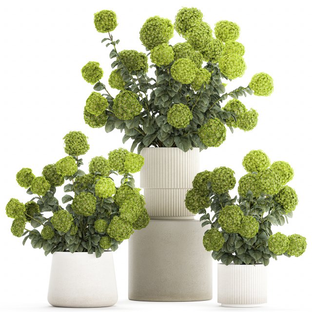 Beautiful Hydrangea bushes in a flower pot for home 1296 3D Модель .c4d .max .obj .3ds .fbx .stl .blend 