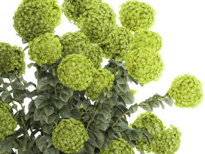 Beautiful Hydrangea bushes in a flower pot for home 1296 3D Модель