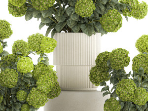 Beautiful Hydrangea bushes in a flower pot for home 1296 3D Модель