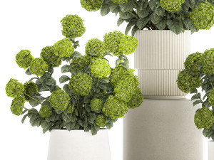 Beautiful Hydrangea bushes in a flower pot for home 1296 3D Модель